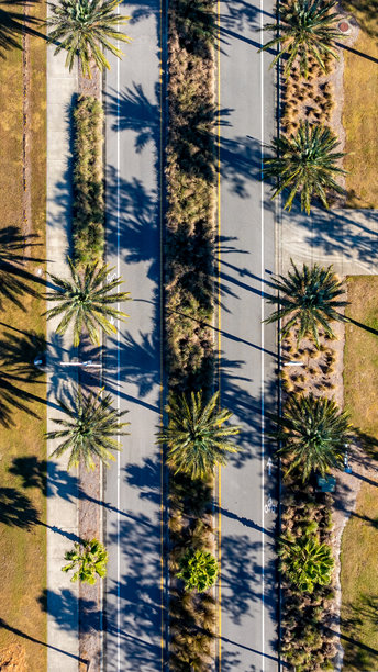 垂直无人机照片，航拍图像，展示两侧和中央绿化带上种满高大的棕榈树的街道。图片下载