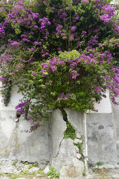 意大利乡村房屋附近的花朵。美丽的藤本植物。红色花序。库存照片图片下载