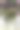意大利乡村房屋附近的花朵。美丽的藤本植物。红色花序。库存照片图片下载