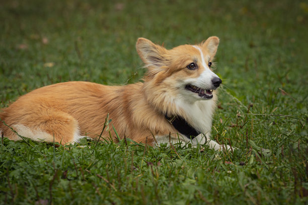 威尔士柯基犬在公园绿草地上玩耍的照片。彭布罗克柯基小狗在户外玩得很开心。图片下载
