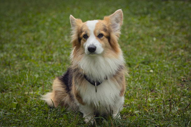 威尔士柯基犬在公园绿草地上玩耍的照片。彭布罗克柯基小狗在户外玩得很开心。图片下载