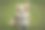 威尔士柯基犬在公园绿草地上玩耍的照片。彭布罗克柯基小狗在户外玩得很开心。图片下载
