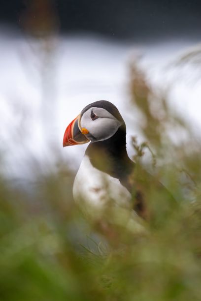 一只大西洋海雀的特写照片，色彩斑斓的喙部分被叶子遮挡。图片下载