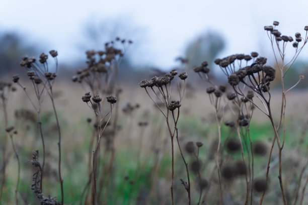 这张照片捕捉了干燥的千里光花头，背景是模糊的风景。细长的茎干上开着深色的干花，向上伸展，形成了与阴云密布的天空和柔和的自然色调相映衬的自然图案。图片下载
