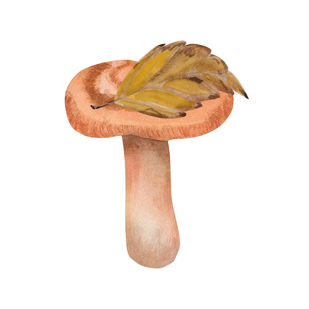水彩插图，描绘了一个松茸。手绘的植物组合，展示了秋叶中的可食用蘑菇——藏红花牛肝菌。适合用作照片墙纸、贴纸和剪贴簿。图片下载