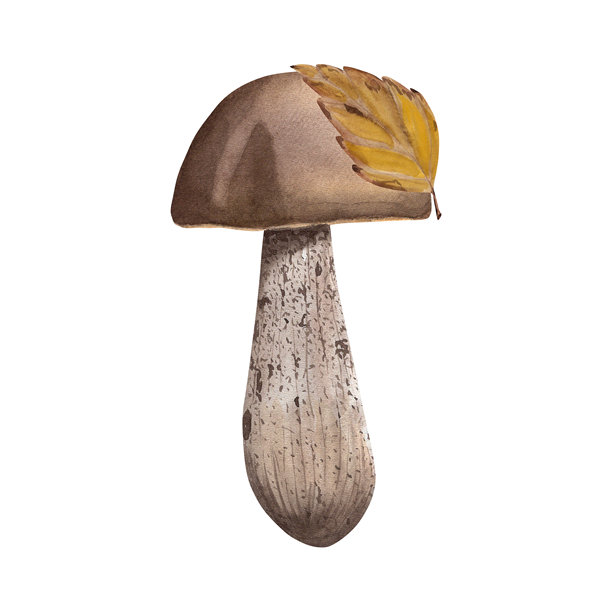 水彩插图的牛肝菌。手绘的可食用蘑菇与秋天的树叶组成的植物画。适用于照片墙纸、贴纸和剪贴簿。图片下载