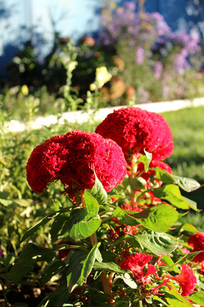 红色的鸡冠花（学名：Celosia crestata），鸡冠花。照片拍摄于阿布哈兹。图片下载