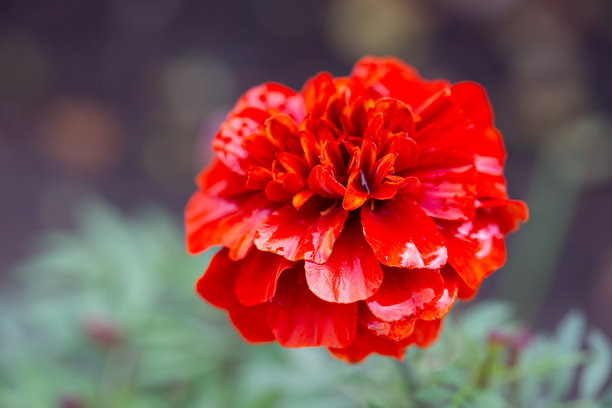 夏季花园中的天然万寿菊。盛开的红色花瓣万寿菊特写照片。图片下载