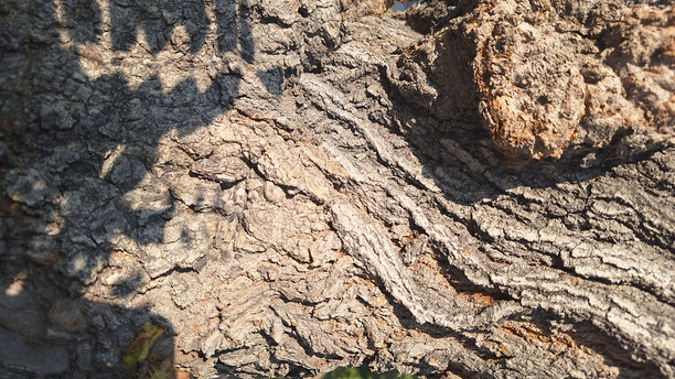 白天的古老棕色树木纹理照片图片下载