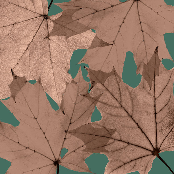 极简秋季枫叶图案，摩卡慕斯色的秋叶在绿色青色背景上，2005年流行色，俯视自然照片，自然树叶特写，植物纹理卡片图片下载