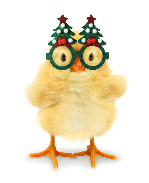 戴着圣诞新年眼镜的疯狂小鸡概念照片，背景为白色，搞笑角色。节日快乐小鸡海报图片下载