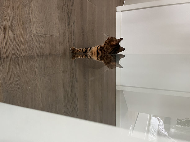 各种有趣的孟加拉猫照片。精选的孟加拉猫照片。猫的对称反射。猫在玻璃中的倒影。图片下载