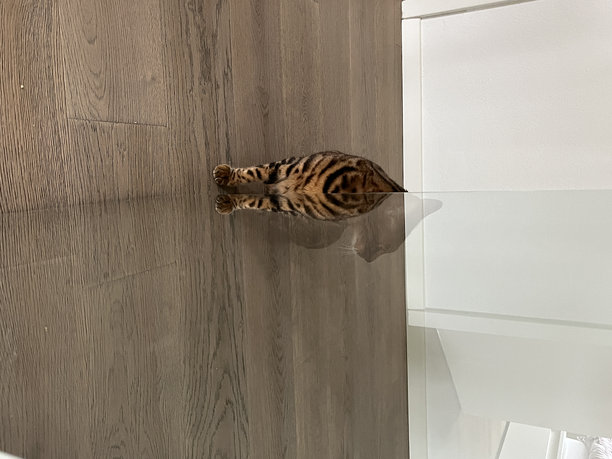 各种有趣的孟加拉猫照片。精选的孟加拉猫照片。猫的对称反射。猫在玻璃中的倒影。图片下载