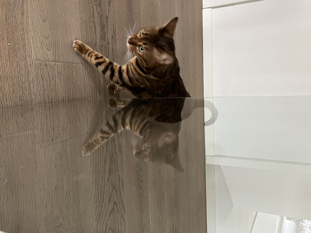 各种有趣的孟加拉猫照片。精选的孟加拉猫照片。猫的对称反射。猫在玻璃中的倒影。图片下载