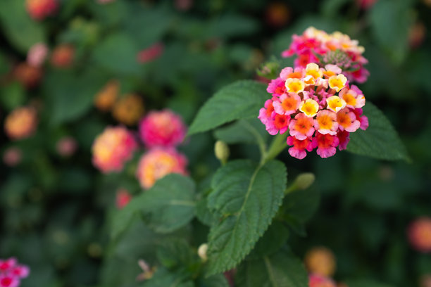 盛开的马缨丹花特写，适用于出版、设计、海报、日历、帖子、屏保、壁纸、明信片、横幅、封面、网站。高质量照片图片下载