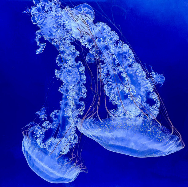 美丽的水母在水族馆的霓虹灯下，背景为自然景观。高质量照片图片下载