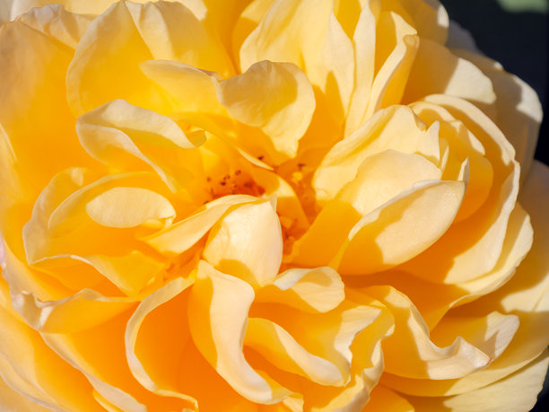 黄色花朵的背景。单朵花的壁纸。带有留白的背景。祝贺用的图片。花园花卉。室内海报。房屋用的图片。花朵特写，微距照片。图片下载