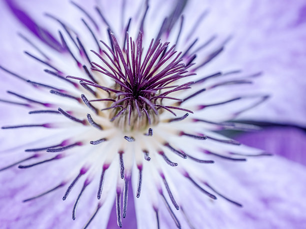 紫色花朵的背景。单朵花的壁纸。带有留白的背景。祝贺用的图片。花园花卉。室内海报。房屋用的图片。花朵特写，微距照片。图片下载