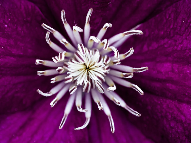 紫色花朵的背景。单朵花的壁纸。带有留白的背景。祝贺用的图片。花园花卉。室内海报。房屋用的图片。花朵特写，微距照片。图片下载