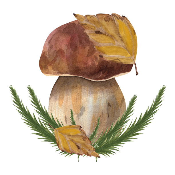 水彩插图的牛肝菌。手绘的可食用蘑菇与秋天的树叶和冷杉枝的植物组合。适用于照片墙纸、贴纸和剪贴簿的绘画。图片下载