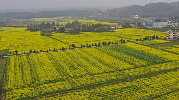 油菜花田，徽州风格建筑，中国安徽省，亚洲。图片下载