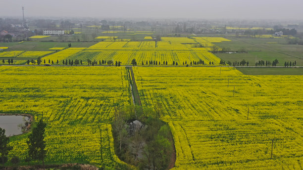 油菜花田，徽州风格建筑，中国安徽省，亚洲。图片下载