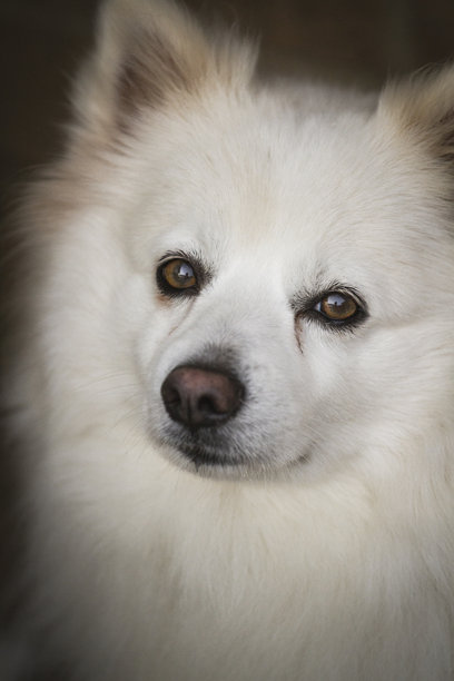 特写照片，一只小白狗，眼神深邃。沉稳的家庭宠物。图片下载