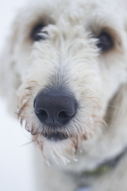 白色背景下白狗的鼻子的特写照片。图片下载