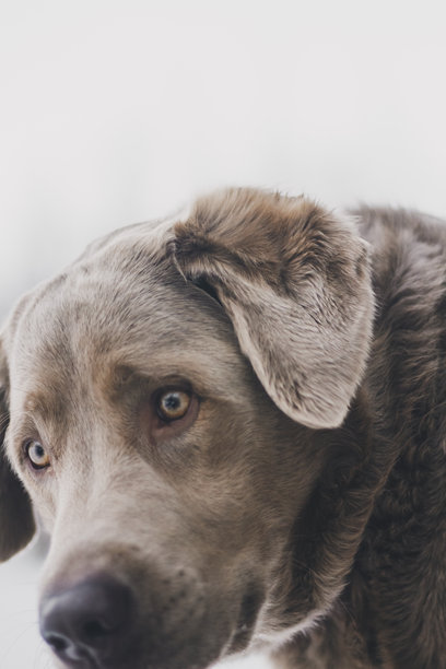 特写照片，狗狗露出震惊的表情。惊讶的家庭宠物。图片下载