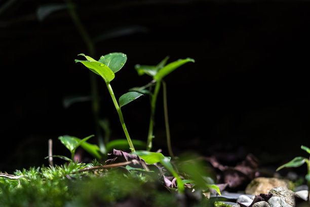 哥伦比亚的热带雨林。特写照片，模糊焦点的苔藓和根部的叶子。图片下载