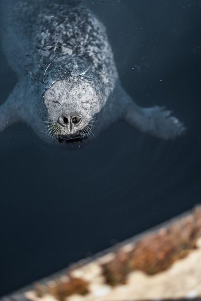海豹在平静的深色水面浮出水面的特写照片图片下载