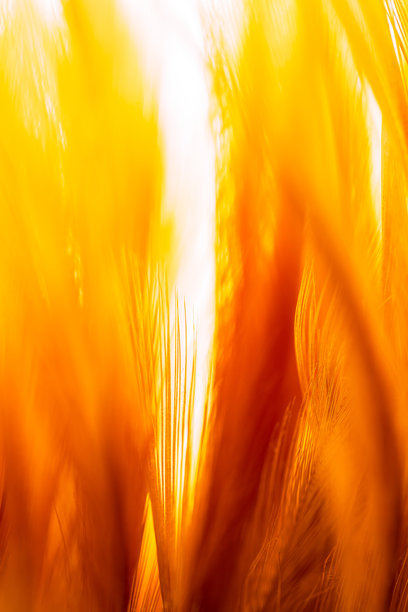 棕色羽毛特写背景，橙色羽毛鸽子的特写照片。纹理或背景。图片下载