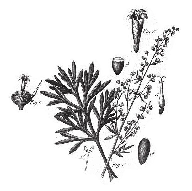 苦艾，作为茶的植物和伞形科的代表，一些有毒的雕刻和古董插图，出版于1851年图片下载