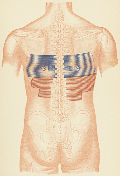 人类躯干与听诊器和打击点的医学说明从心脏衰竭胸腔积液的病人，后视图- 19世纪图片下载