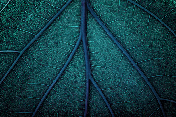 蓝色叶子，带有自然脉络纹理，植物叶子的微距照片图片下载