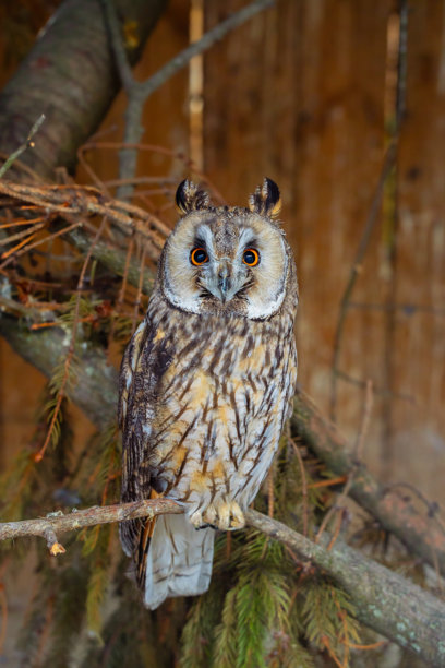 被救助的动物主题：栖息在树枝上的猫头鹰，木屋旁边有装饰植物，垂直的庇护所图片图片下载