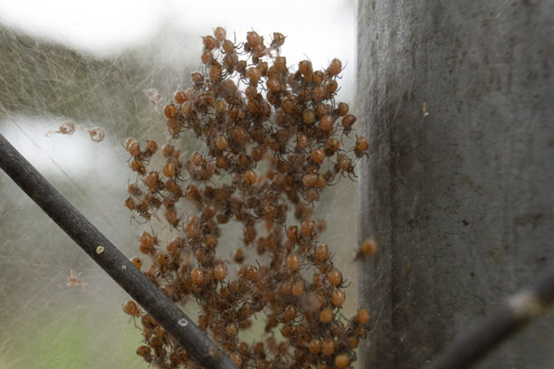 婴儿蜘蛛在网中的特写照片图片下载