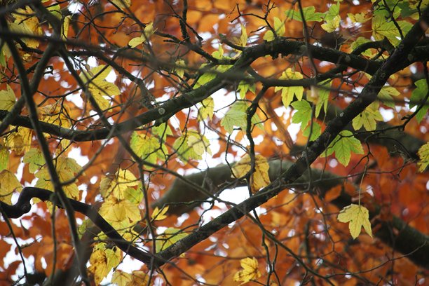 秋天的叶子特写照片，背景是模糊的绿色植物图片下载