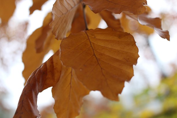 公园中的秋季场景，特写照片展示橙色和棕色的树叶图片下载