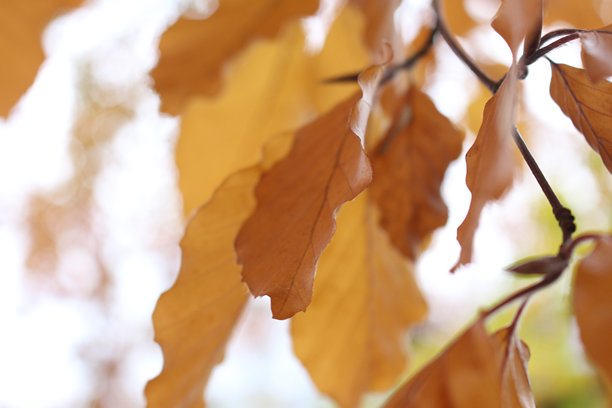 公园中的秋季场景，特写照片展示橙色和棕色的树叶图片下载