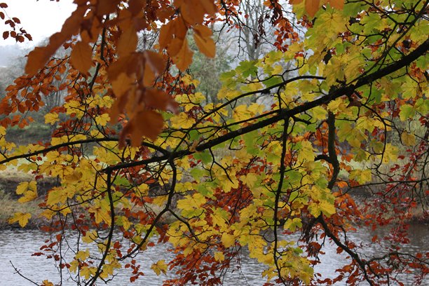 公园中的秋季场景，特写照片展示橙色和棕色的树叶图片下载