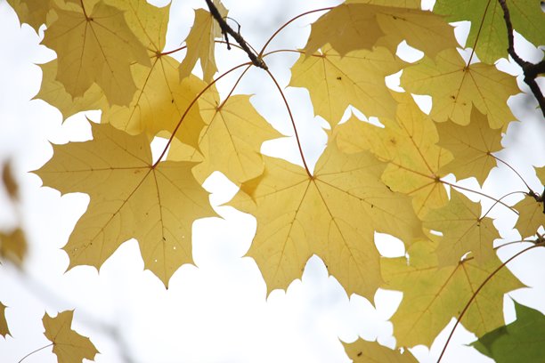 公园中的秋季场景，特写照片展示绿色和黄色的树叶图片下载