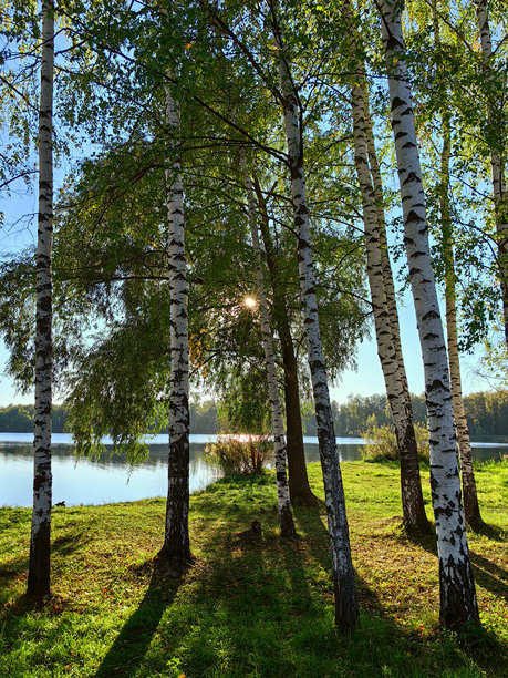 湖边的白桦树特写，草地上的阴影，阳光透过树叶洒下。秋天的开始。俄罗斯。下诺夫哥罗德。斯维特洛亚尔斯科耶湖。2024年8月。照片。图片下载