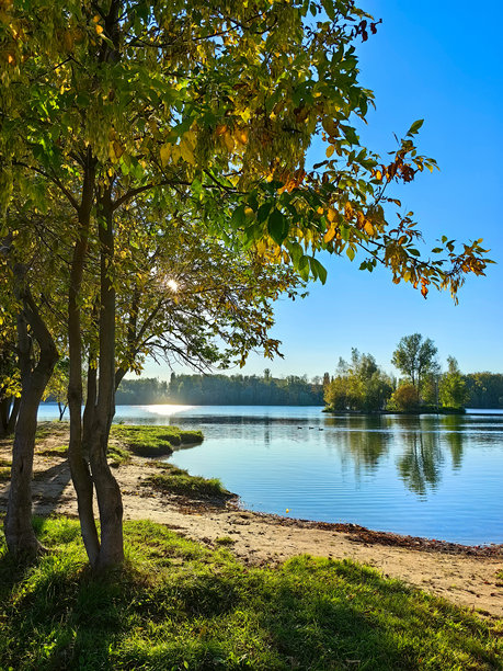湖岸边的树木特写，蓝天，阳光透过树叶，水面上有耀眼的光芒和倒影。秋天。俄罗斯。下诺夫哥罗德。斯维特洛亚尔斯科耶湖。2024年9月。照片。图片下载