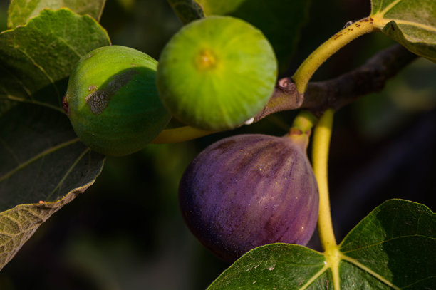 无背景的无花果挂在无花果树枝上的图片图片下载