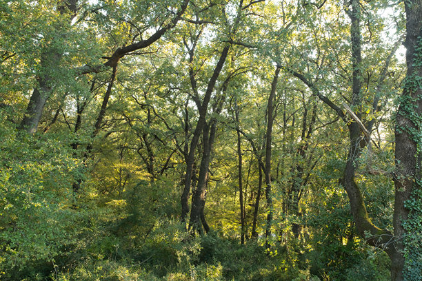 森林风景。夏季仙境般的森林，阳光透过树木洒下明亮的光线，适用于出版、海报、日历、屏幕保护程序、壁纸、帖子、横幅、封面。高质量照片图片下载