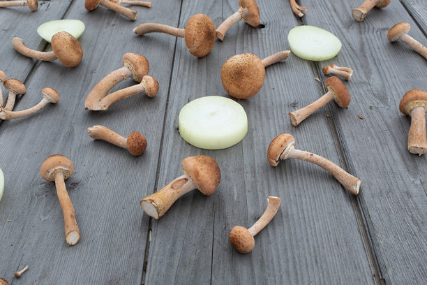 木桌背景上的蜜蜂蘑菇和洋葱圈，静物摄影，适合出版、海报、屏保、壁纸、明信片、横幅、封面和帖子。高质量照片图片下载
