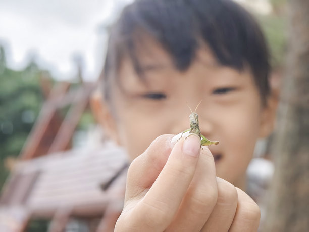 一个亚洲女孩抓住一只蚱蜢，手中握着它观察。这张照片展现了孩子的好奇心和求知欲。图片下载
