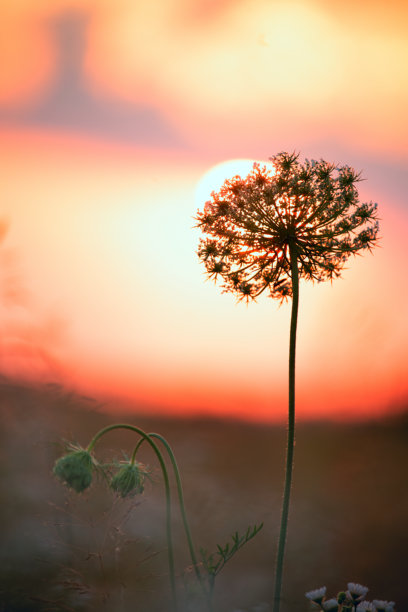 夕阳下的田野花朵，背景是落日。温暖宁静的夏季傍晚照片。图片下载