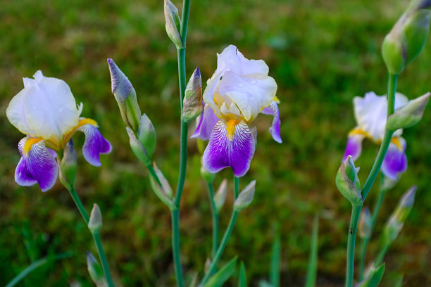 盛开的鸢尾花在模糊的绿色背景上，适用于出版、设计、海报、日历、帖子、屏保、壁纸、明信片、横幅、封面和网站。两朵鸢尾花。高质量照片。图片下载